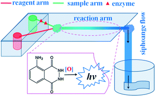 Graphical abstract: A siphonage flow and thread-based low-cost platform enables quantitative and sensitive assays