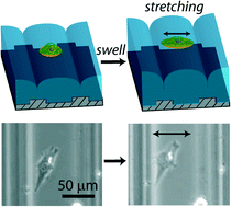 Graphical abstract: Creased hydrogels as active platforms for mechanical deformation of cultured cells