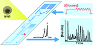 Graphical abstract: Integrated perfusion and separation systems for entrainment of insulin secretion from islets of Langerhans