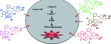 Graphical abstract: Cytotoxic potential of dispirooxindolo/acenaphthoquino andrographolide derivatives against MCF-7 cell line