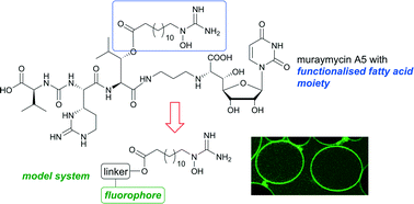 Graphical abstract: Membrane-interacting properties of the functionalised fatty acid moiety of muraymycin antibiotics