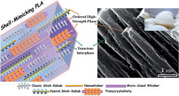 Graphical abstract: Strong and tough micro/nanostructured poly(lactic acid) by mimicking the multifunctional hierarchy of shell