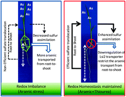 Graphical abstract: Identification of redox-regulated components of arsenate (AsV) tolerance through thiourea supplementation in rice