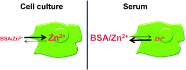 Graphical abstract: The biochemical effects of extracellular Zn2+ and other metal ions are severely affected by their speciation in cell culture media