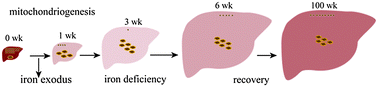 Graphical abstract: Speciation of iron in mouse liver during development, iron deficiency, IRP2 deletion and inflammatory hepatitis