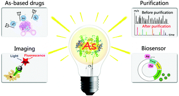 Graphical abstract: Therapeutic and analytical applications of arsenic binding to proteins