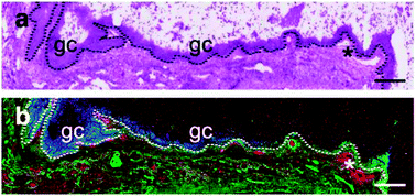 Graphical abstract: X-Ray fluorescence imaging and other analyses identify selenium and GPX1 as important in female reproductive function
