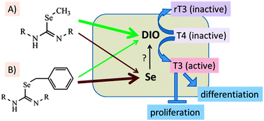 Graphical abstract: Strong induction of iodothyronine deiodinases by chemotherapeutic selenocompounds