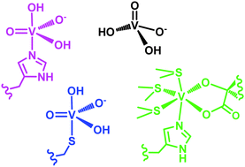 Graphical abstract: The role of vanadium in biology