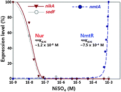 Graphical abstract: Regulation of a nickel–cobalt efflux system and nickel homeostasis in a soil actinobacterium Streptomyces coelicolor