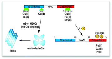 Graphical abstract: Insights on the interaction of alpha-synuclein and metals in the pathophysiology of Parkinson's disease