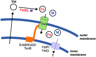 Graphical abstract: Metal selectivity by the virulence-associated yersiniabactin metallophore system