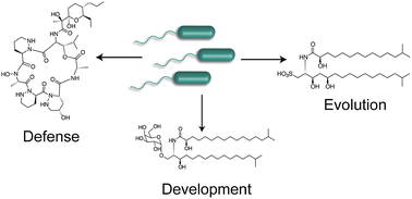 Graphical abstract: Animals in a bacterial world: opportunities for chemical ecology
