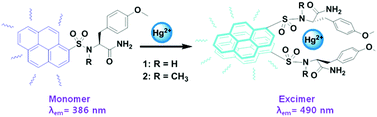 Graphical abstract: Ratiometric fluorescence chemosensor based on tyrosine derivatives for monitoring mercury ions in aqueous solutions