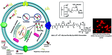 Graphical abstract: A lysosome-targeted drug delivery system based on sorbitol backbone towards efficient cancer therapy