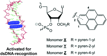 Graphical abstract: Recognition of double-stranded DNA using energetically activated duplexes with interstrand zippers of 1-, 2- or 4-pyrenyl-functionalized O2′-alkylated RNA monomers