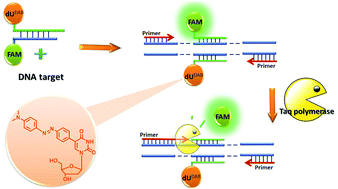Graphical abstract: Synthesis and evaluation of a photoresponsive quencher for fluorescent hybridization probes