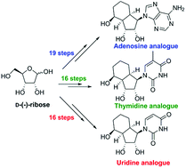 Graphical abstract: Conformationally locked bicyclo[4.3.0]nonane carbanucleosides: synthesis and bio-evaluation