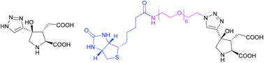 Graphical abstract: Synthesis and biological evaluation of (−)-kainic acid analogues as phospholipase D-coupled metabotropic glutamate receptor ligands