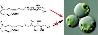 Graphical abstract: Functional importance of the sugar moiety of jasmonic acid glucoside for bioactivity and target affinity