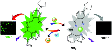 Graphical abstract: NBD-based fluorescent chemosensor for the selective quantification of copper and sulfide in an aqueous solution and living cells