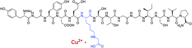 Graphical abstract: Physicochemical studies on the copper(ii) binding by glycated collagen telopeptides