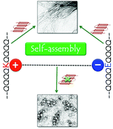 Graphical abstract: Amyloid nanospheres from polyglutamine rich peptides: assemblage through an intermolecular salt bridge interaction