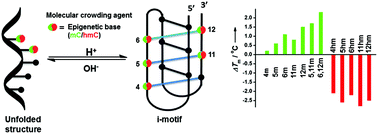 Graphical abstract: Regulation of telomeric i-motif stability by 5-methylcytosine and 5-hydroxymethylcytosine modification