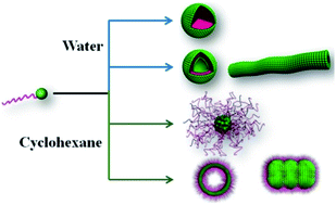 Graphical abstract: Controlled self-assembly of amphiphilic monotailed single-chain nanoparticles