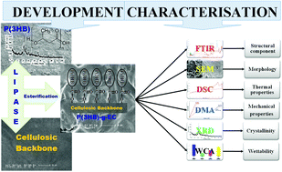Graphical abstract: “One-pot” synthesis and characterisation of novel P(3HB)–ethyl cellulose based graft composites through lipase catalysed esterification
