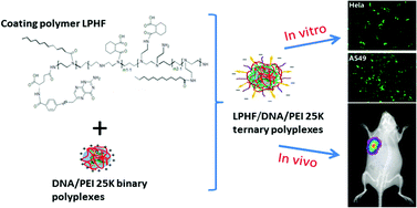 Graphical abstract: Retracted Article: A multifunctional self-dissociative polyethyleneimine derivative coating polymer for enhancing the gene transfection efficiency of DNA/polyethyleneimine polyplexes in vitro and in vivo