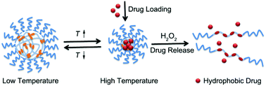 Graphical abstract: Synthesis of thermal and oxidation dual responsive polymers for reactive oxygen species (ROS)-triggered drug release