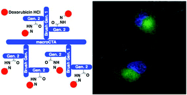 Graphical abstract: Well-defined single polymer nanoparticles for the antibody-targeted delivery of chemotherapeutic agents