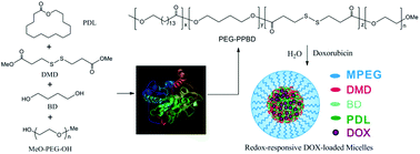 Graphical abstract: Enzymatic synthesis of poly(ω-pentadecalactone-co-butylene-co-3,3′-dithiodipropionate) copolyesters and self-assembly of the PEGylated copolymer micelles as redox-responsive nanocarriers for doxorubicin delivery