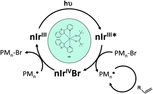Graphical abstract: Photoredox catalysis using a new iridium complex as an efficient toolbox for radical, cationic and controlled polymerizations under soft blue to green lights