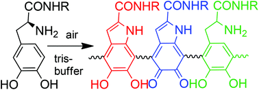Graphical abstract: Melanin-like polydopa amides – synthesis and application in functionalization of magnetic nanoparticles