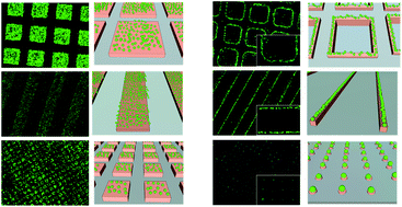 Graphical abstract: Patterning of individual Staphylococcus aureus bacteria onto photogenerated polymeric surface structures