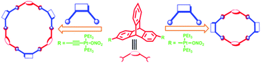 Graphical abstract: Size dependent effect of new organometallic triptycene tectons on the dimensions of self-assembled macrocycles