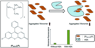 Graphical abstract: Fluorescein-based ionic liquid sensor for label-free detection of serum albumins