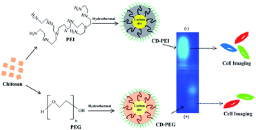 Graphical abstract: Implications of surface passivation on physicochemical and bioimaging properties of carbon dots