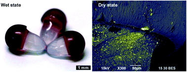 Graphical abstract: Localized synthesis of gold nanoparticles in anisotropic alginate structures