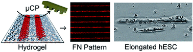 Graphical abstract: Protein patterning on hydrogels by direct microcontact printing: application to cardiac differentiation