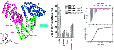 Graphical abstract: Understanding the fate of an anesthetic, nalorphine upon interaction with human serum albumin: a photophysical and mass-spectroscopy approach