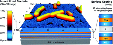 Graphical abstract: Immobilization of microorganisms for AFM studies in liquids