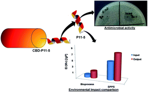 Graphical abstract: Intein based bioprocess for production of a synthetic antimicrobial peptide: an alternative route to solid phase peptide synthesis
