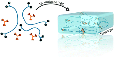 Graphical abstract: Soft hydrogels from tetra-functional PEGs using UV-induced thiol–ene coupling chemistry: a structure-to-property study