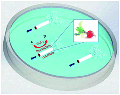 Graphical abstract: Dual-enzyme natural motors incorporating decontamination and propulsion capabilities