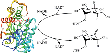 Graphical abstract: Insights into the catalytic mechanism of dTDP-glucose 4,6-dehydratase from quantum mechanics/molecular mechanics simulations