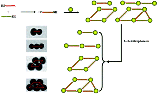 Graphical abstract: A simple and effective strategy for the directed and high-yield assembly of large-sized gold nanoparticles driven by bithiol-modified complementary dsDNA architectures