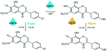 Graphical abstract: Antioxidant activity of selected natural polyphenolic compounds from soybean via peroxyl radical scavenging